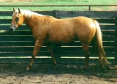 Cassie in the round pen