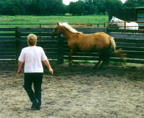 Lanny working Cassie in the roundpen.