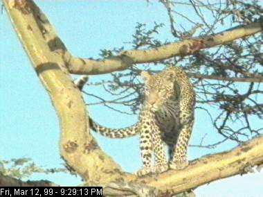 Leopard in a tree