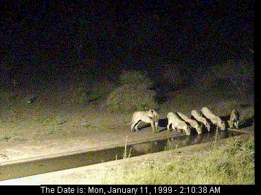 Lions at the waterhole