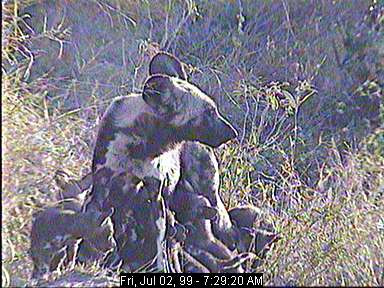 Wild dog family