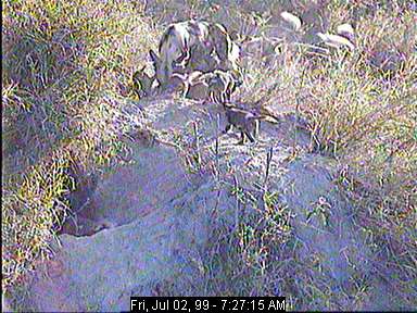 Family of Wild African Dogs