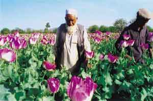 Afganos en  cultivo de su flor Nacional