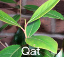 khat,Quat,  qat,tschat, miraa,Charla,Cafta,catha