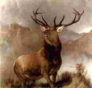 elk