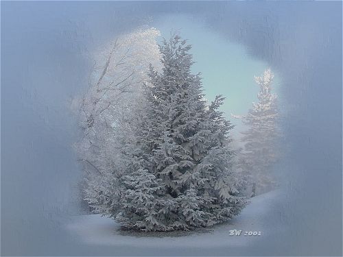 Tree in Winter