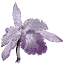 orchid.gif