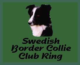 Swedish Border Collie Club
                           Ring
