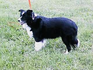 Next Site in the Swedish Border Collie Club Ring