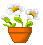 daisy.gif (1285 bytes)