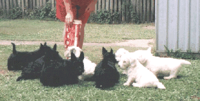 Puppy Play Group - Scottie and Sealyham puppies