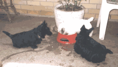 Sealyham playing in water bowl with 2 scottie pups looking on.