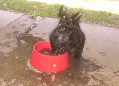 Cara paying in her own water bowl.