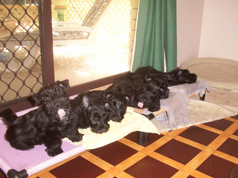 4 pups sleeping 5th pup sitting watching the photo being taken.