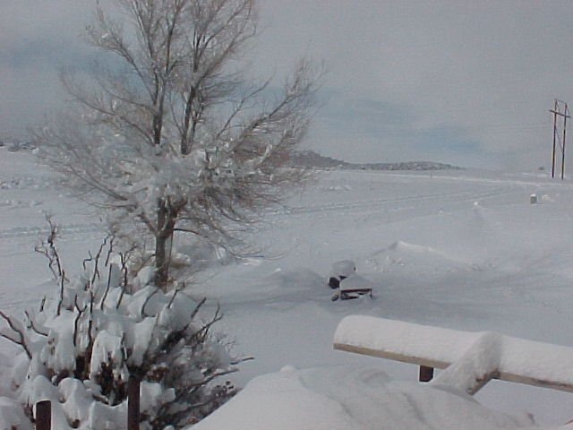 Our snowy yard January 2004