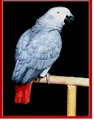 Visit an African Grey Site: http://www.africangreys.com/articles/overview/beauty.htm