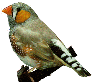 Visit a Zebra Finch Site: http://www.finchworld.com/Zebra.html