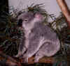 koala.JPG (30706 bytes)