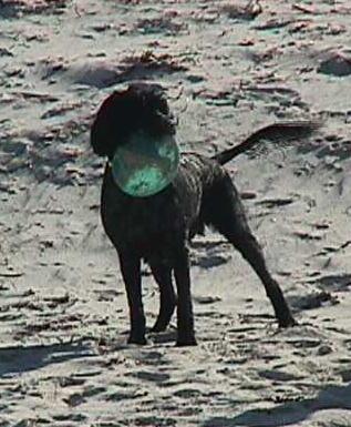 playing frisbee at the beach