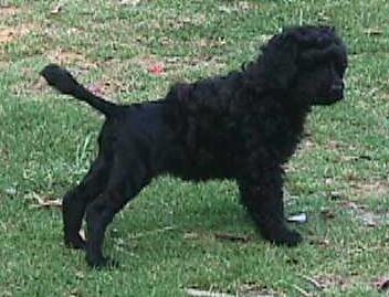 Bluegrace Aunty Tess - at 8 weeks old