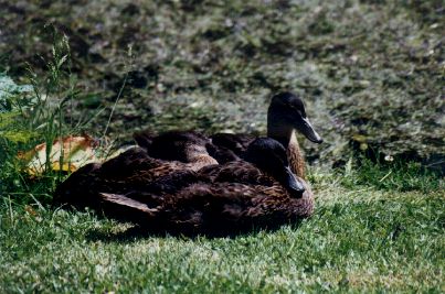 ducks at Erigg castle