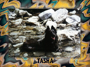 tasha