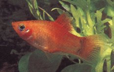 platy