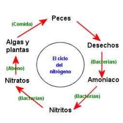 ciclo nitrogeno