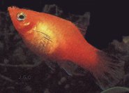 platy hembra