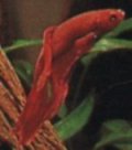 beta splendens