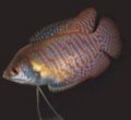 gourami enano