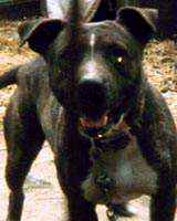 Image of brindle.jpg