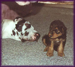 Phantom and Airedale Pup