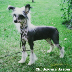 Ch. Jokima Jasper