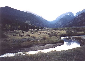 elk.jpg (24568 bytes)