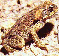 cane toad - side view