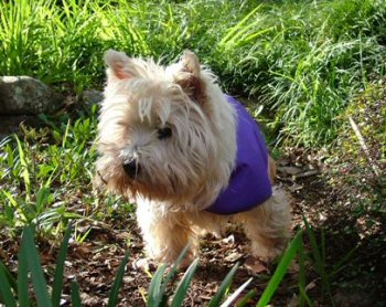 Haimish in the Garden 2005