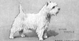 Another Early westie Photo