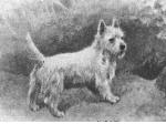 Early westie