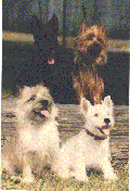 4 terriers