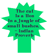 The cat is a lion in a jungle of smal bushes. --Indian Proverb