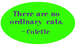 There are no ordinary cats. --Colette