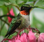 Ruby-throated Hummingbird