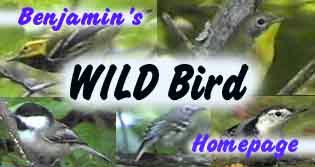 Benjamin's Wild Bird Homepage