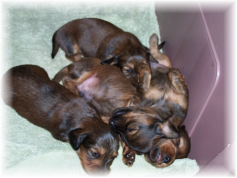 DoxiePups3