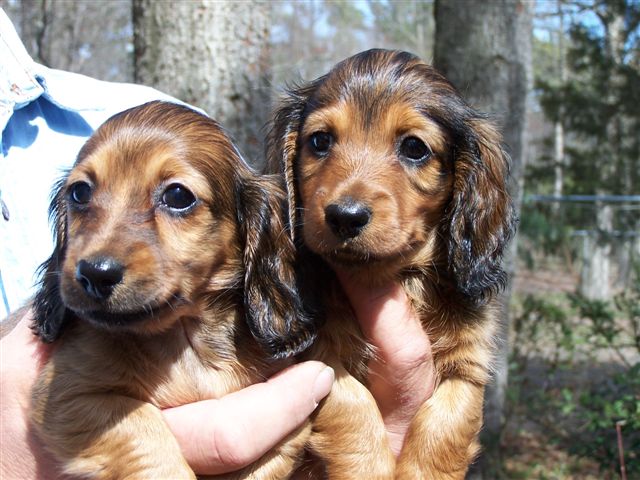 DoxiePups3