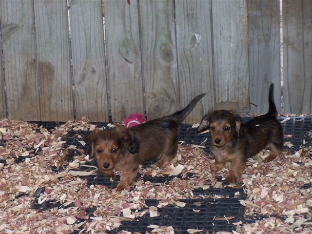 DoxiePups3