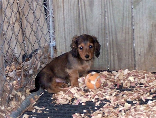 DoxiePups3