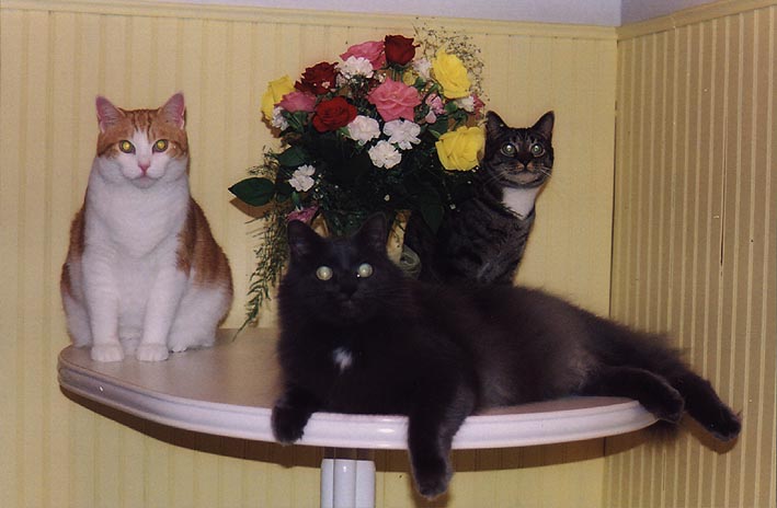 CatsandFlowers.jpg (47706 bytes)