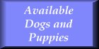 Available Dogs and Puppies